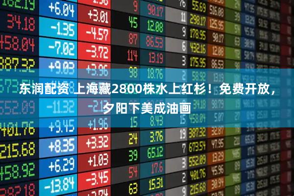 东润配资 上海藏2800株水上红杉！免费开放，夕阳下美成油画